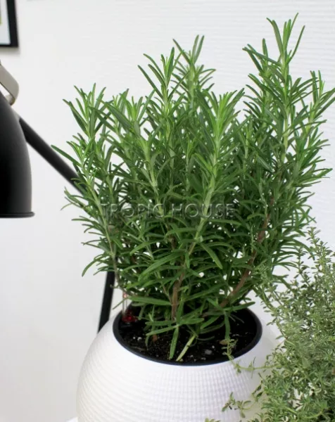 "Набор для кухни" Пряные травы в PURO 20