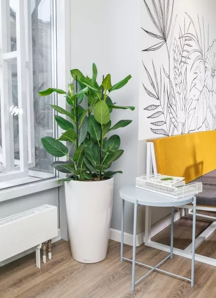 Фикус Бенгальский 3 ствола 27/90 см в CILINDRO 32