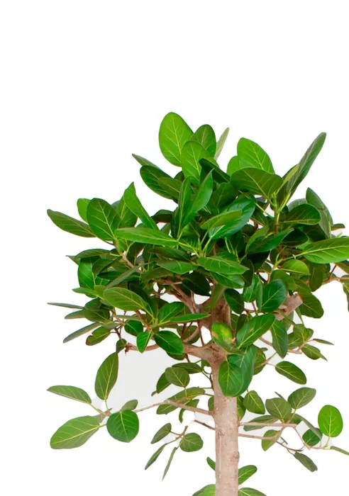 Фикус Бенгальский Одри на штамбе 24/110 см в CANTO STONE HIGH 30