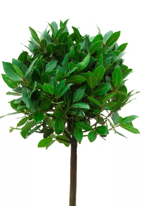 Лавр Нобилис 21/120 в CANTO STONE HIGH 30