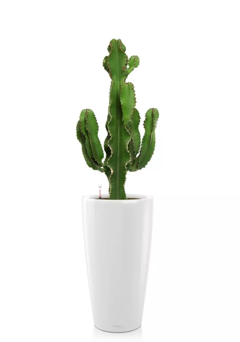 Кактус Канарский RONDO 32/110 см,  белый блестящий