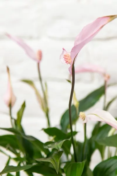 Спатифиллум розовый 13/40 см