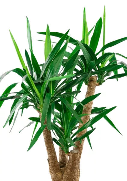 Юкка разветвленная 24/100 см в CLASSICO COLOR 28