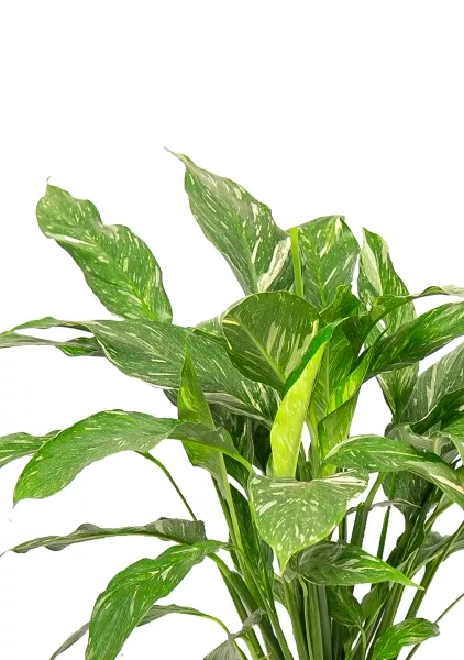 Спатифиллум Даймонд в QUADRO LS 21