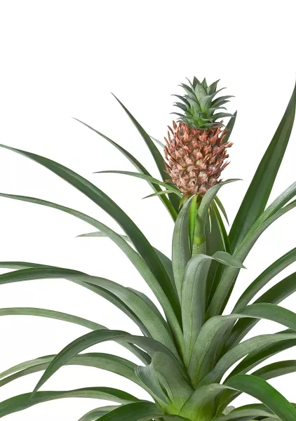 Ананас 15/50 см в CUBICO 22