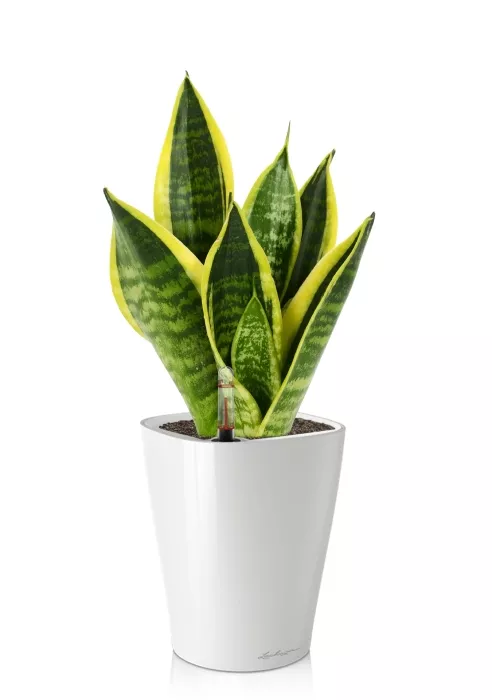 Сансевиерия Футура Суперба в DELTINI 14, белый блестящий