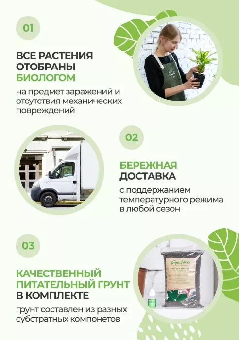 Драцена Компакта бранч в CANTO STONE HIGH 30