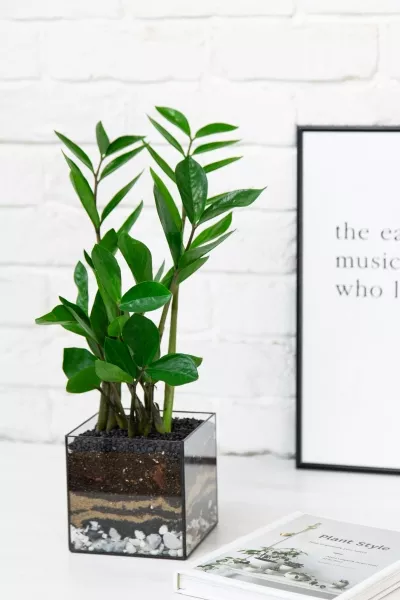 Флорариум с Замиокулькасом 45 см в кубе