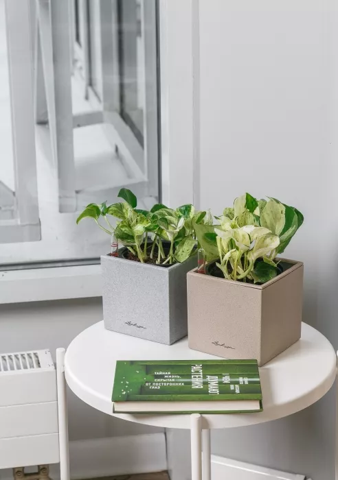 Набор Эпипремнумов Энджой в CUBE COLOR 14