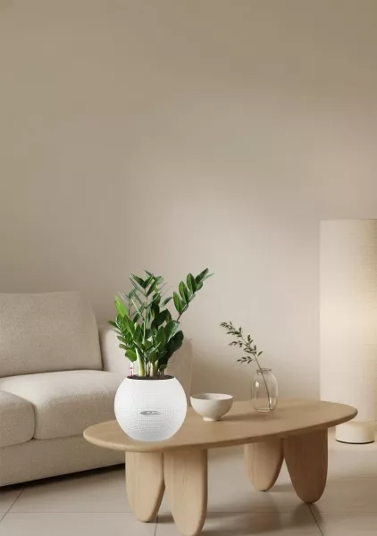 Замиокулькас 12/45 в PURO 20