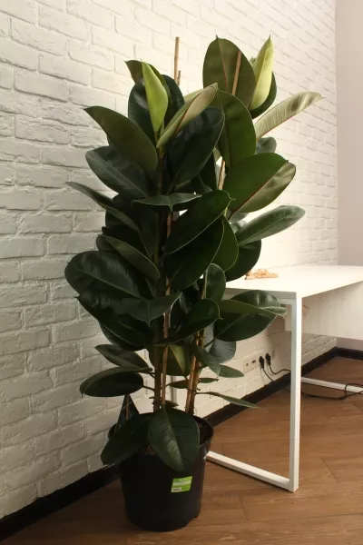 Фикус Эластика Робуста 3 ствола 35/160 см в CUBICO COLOR 40