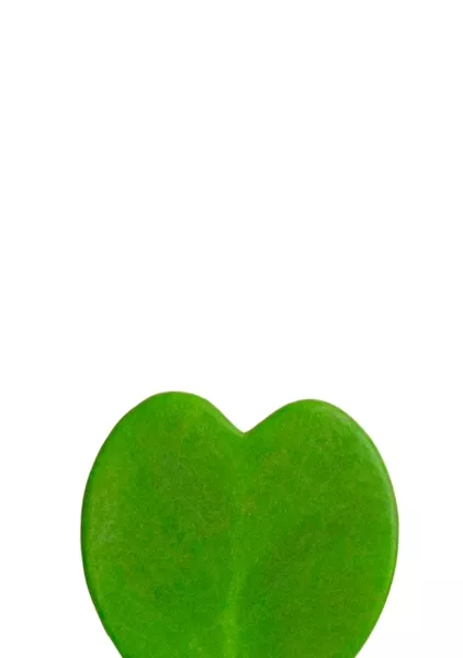 Хойя Керри 7/15 см в MINI CUBI