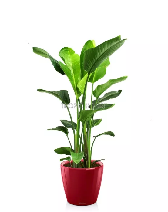 Стрелиция Николай CLASSICO LS 28/130 см Ярко-красный блестящий