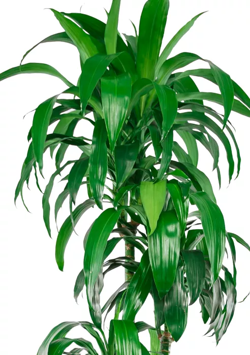 Драцена Джанет Крейг 4 ствола в CLASSICO COLOR 35