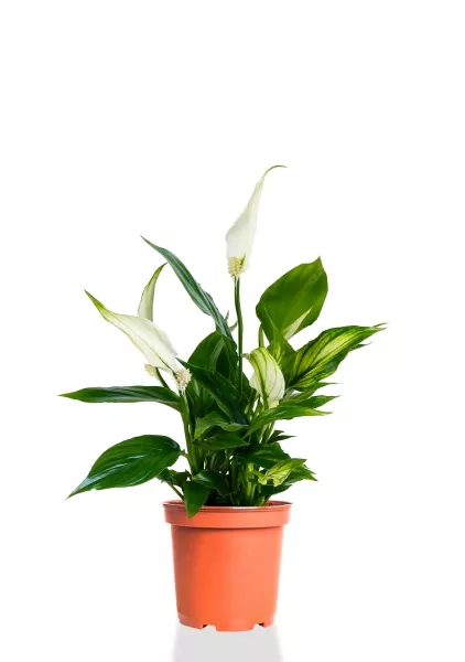 Спатифиллум 12/35 см