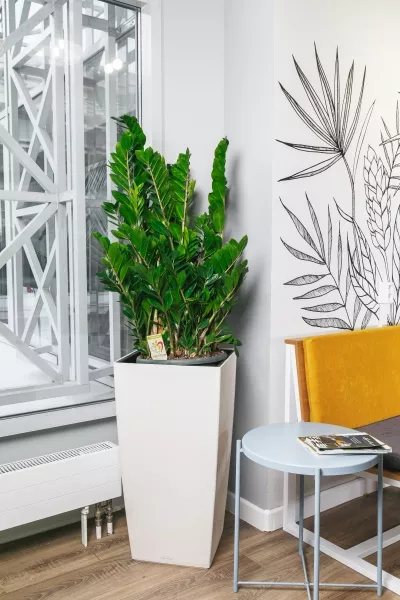 Замиокулькас 30/110 в CUBICO Color 40