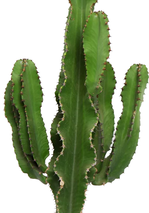 Кактус Канарский в RONDO 32