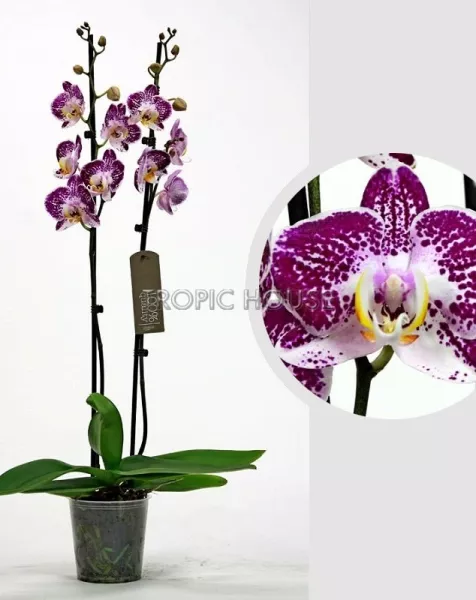 Орхидея Фаленопсис розовая пятнистая 12/60 см