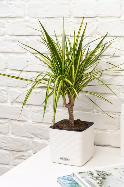 Драцена Маргината Санрей 12/40 см