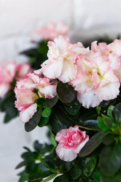 Азалия Фландрес розовая 14/30 см в CLASSICO 18