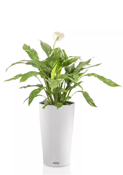 Спатифиллум Даймонд в CILINDRO COLOR 23, белый