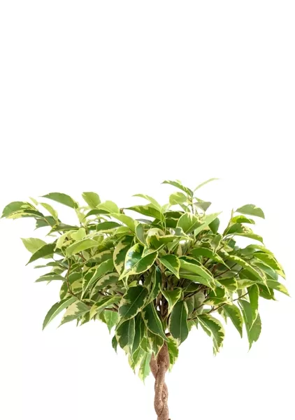 Фикус Бенджамина Лаки переплетенный 12/40 см в CUBE COLOR 16