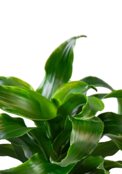 Драцена Твист 12/20