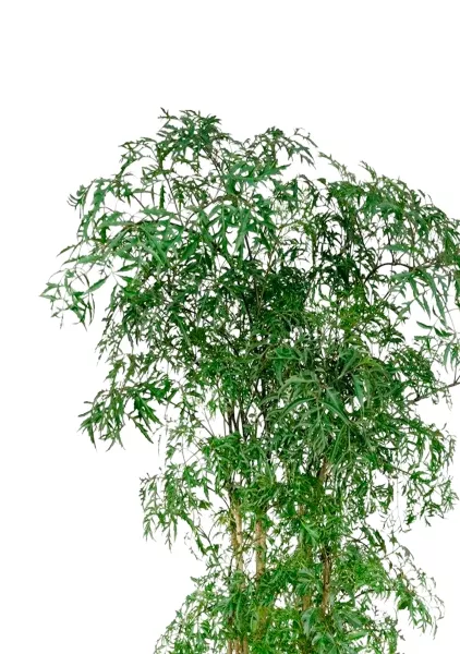 Полисциас Фрутикоза 27/140 см в CLASSICO COLOR 35