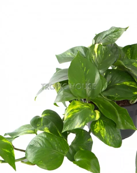 Сциндапсус в CLASSICO COLOR 21