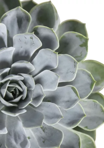 Эхеверия цветная в CANTO Stone 14