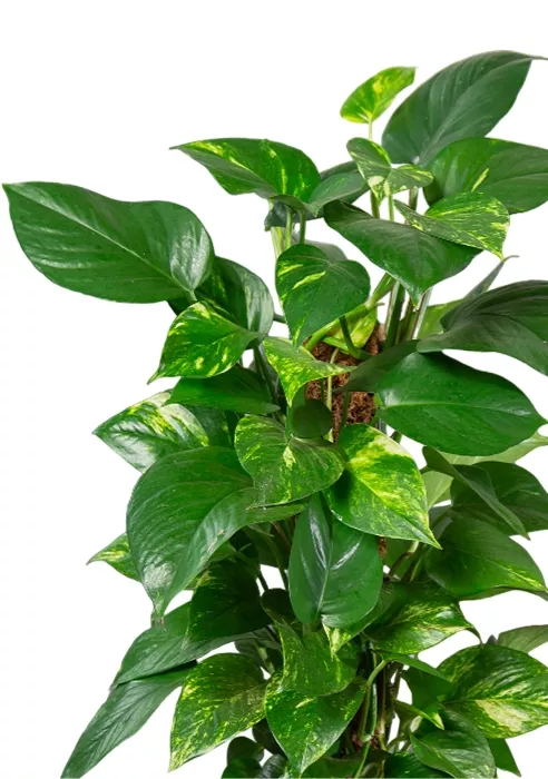 Сциндапсус на опоре 19/80 см