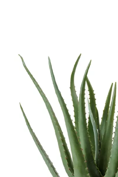 Алоэ куст в горшке