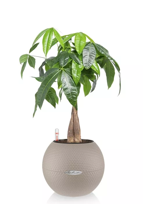 Пахира PURO 20/40 см, Песочно-коричневый