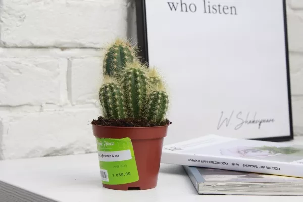 Кактус микс 8 см в CANTO STONE 14