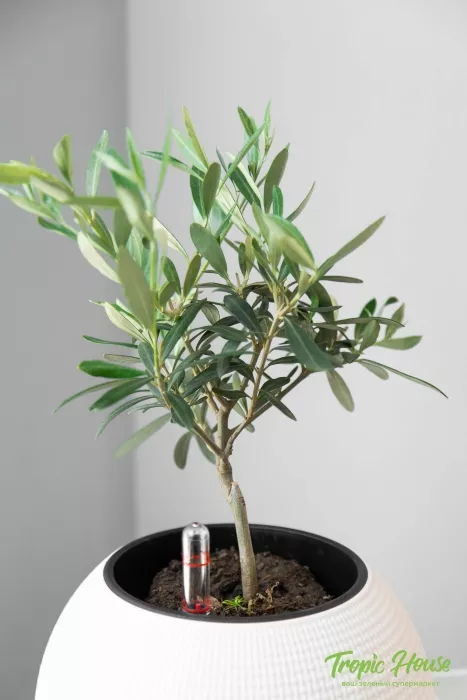 Олива в PURO 20