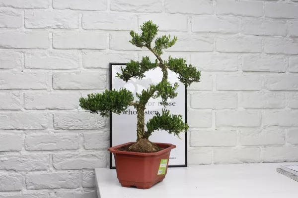 Бонсай Самшит 22/50 см в CLASSICO Color 28