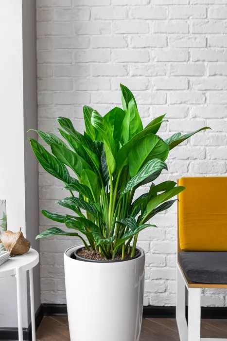 Аглаонема Страйп в RONDO 32