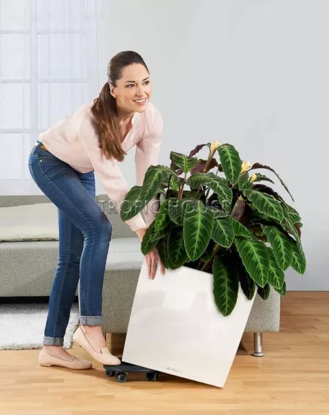 Кашпо LECHUZA CUBE 50х50 см