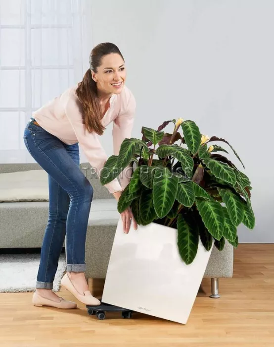 Кашпо LECHUZA CUBE 50х50 см