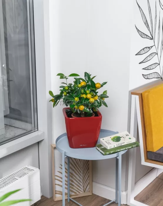 Цитрус в QUADRO LS 21