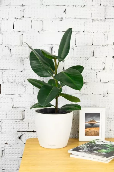 Фикус Эластика Робуста 17/60 см в CLASSICO COLOR 21