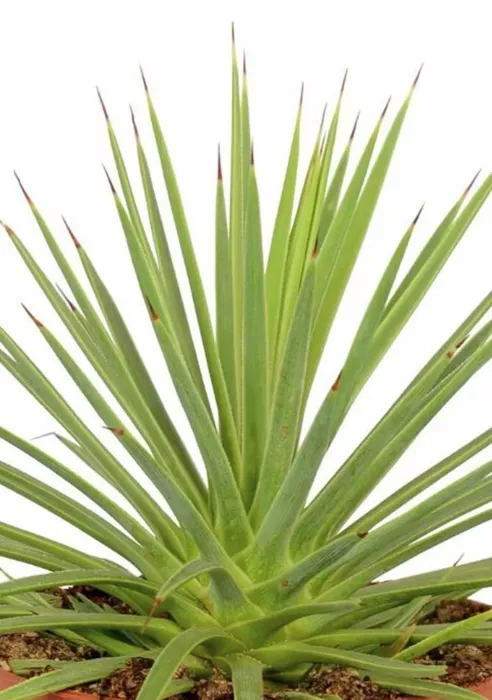 Агава Нана в CUBE COLOR 14