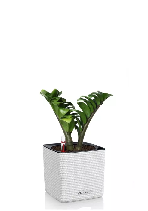 Замиокулькас Зензи в CUBE COLOR 14, белый