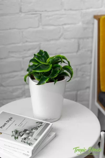 Драцена Торнадо в DELTINI 14