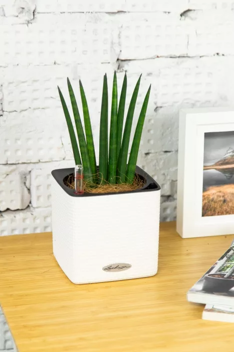 Сансевиерия Цилиндрика в CUBE COLOR 14