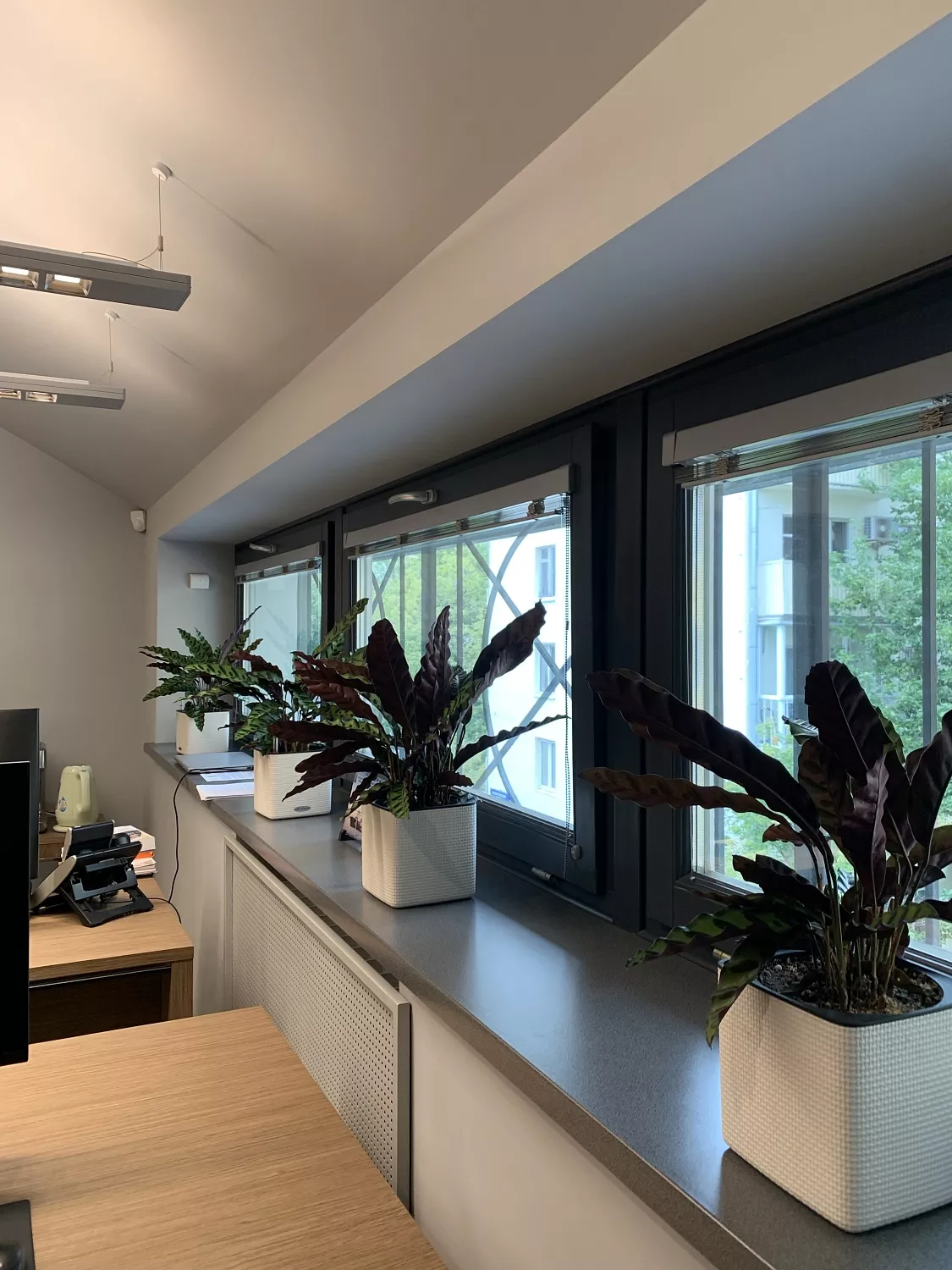 СЕРВИСНЫЙ УХОД ЗА РАСТЕНИЯМИ