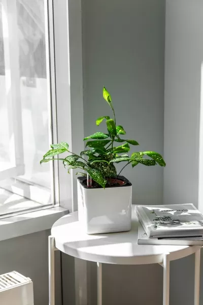 Драцена Суркулоза в CUBE Glossy 14