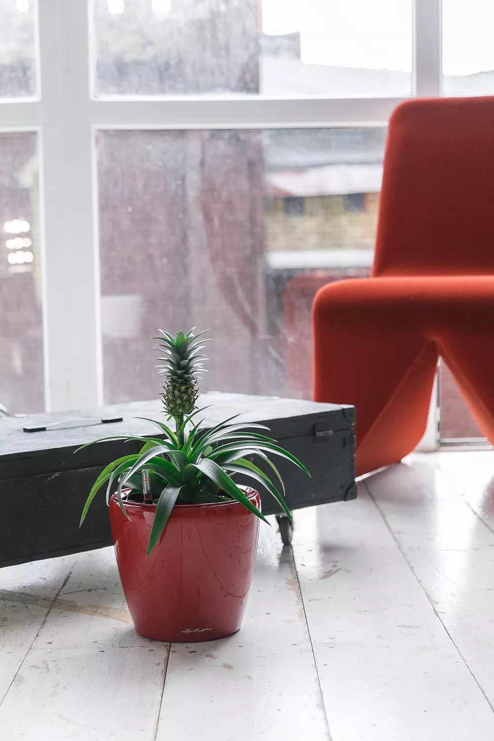 СОЗДАНИЕ ПРОЕКТА ФИТОДИЗАЙНА