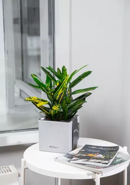 Кротон Санни в CANTO STONE 14