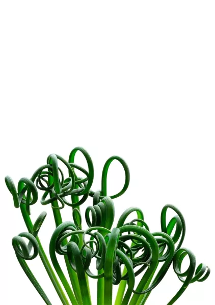 Альбука Спиралис 12/25 см в CUBE GLOSSY 14